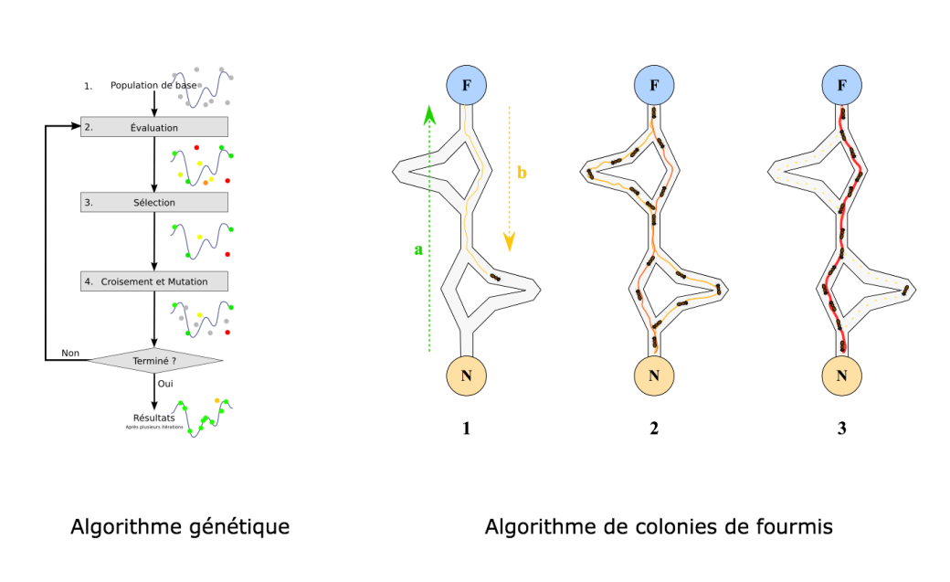 Algorithme génétique et algorithme de colonies de fourmis