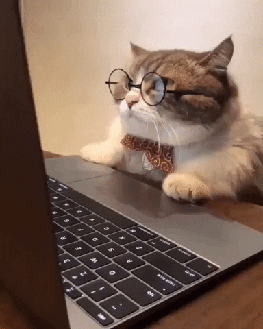 Cat in front of a computer with glasses