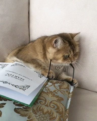 Cat reads a book with glasses