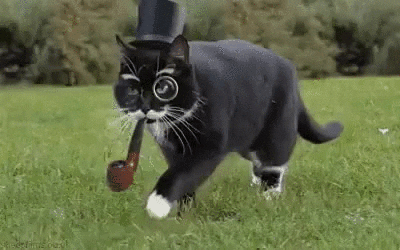 Cat with a little hat, a mustache and a monocle