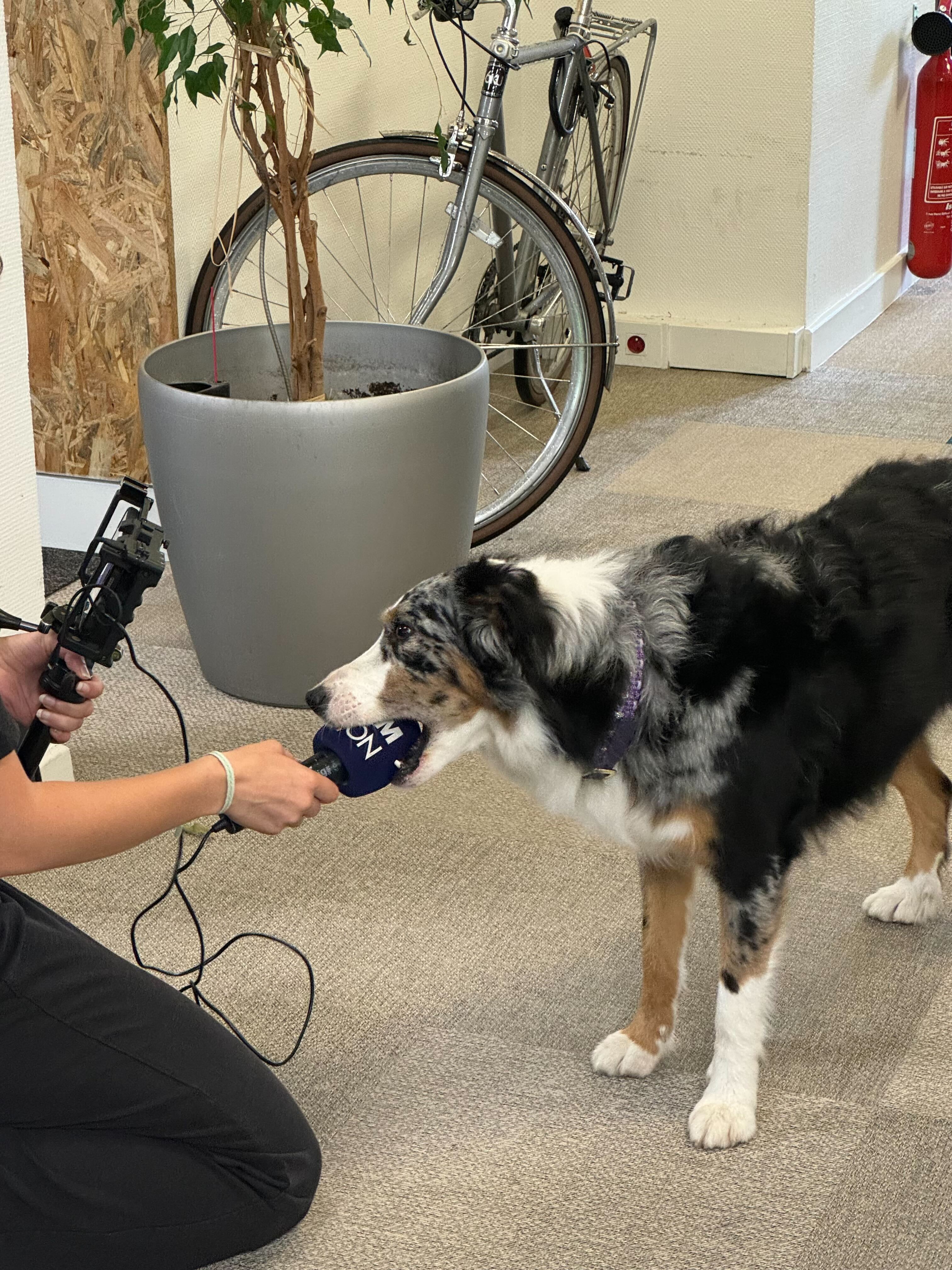 Pourquoi rejoindre Elao : Dog at work
