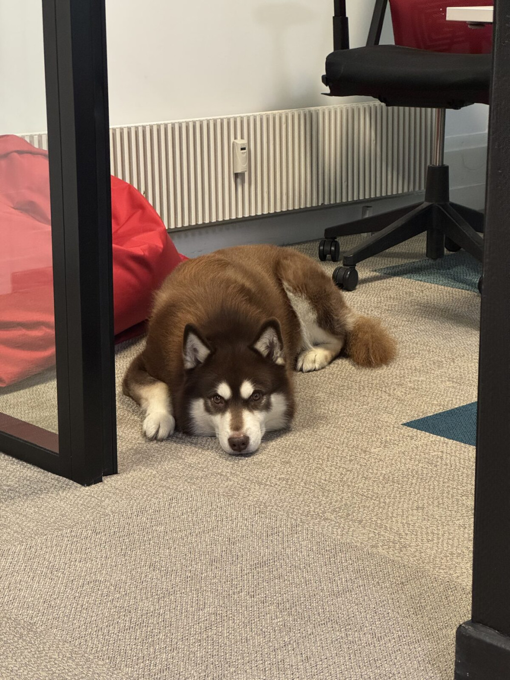 Un husky allongé entre les bureaux, parfaitement à l'aise dans nos locaux